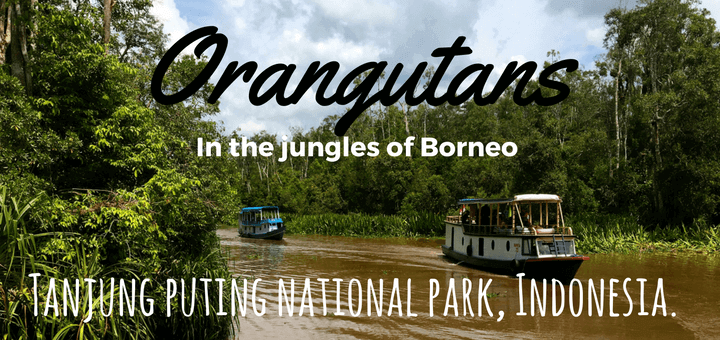 Orangutans-in-the-jungles-of-Borneo-tanjung-puting-national-park-Indonesia