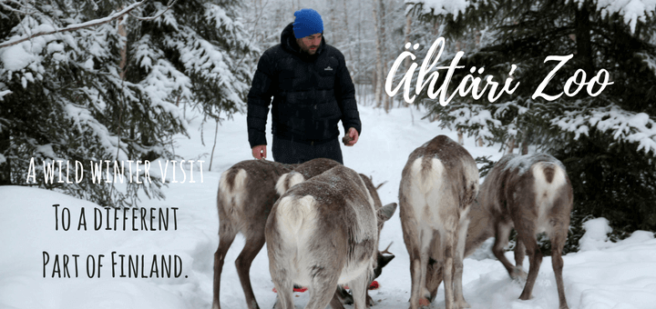 Ähtäri Zoo - A wild winter visit to a different part of Finland
