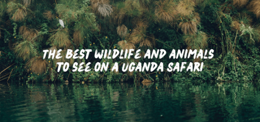 The best wildlife and animals to see on a Uganda Safari